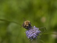 Bombus pascuorum 52, Akkerhommel, Saxifraga-Jan van der Straaten