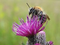 Bombus pascuorum 55, Akkerhommel, Saxifraga-Mark Zekhuis