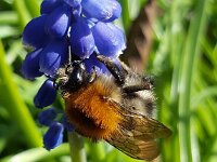 Bombus pascuorum 59, Akkerhommel, Saxifraga-Ben Delbaere  IICSA���II