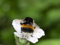 Buff-tailed bumblebee (Bombus terrestris) on flower of Blackberry (Rubus sp.)  Buff-tailed bumblebee (Bombus terrestris) on flower of Blackberry (Rubus sp.) : flower, flora, floral, nature, natural, growth, spring, springtime, beauty in nature, summer, summertime, petal, petals, outside, outdoor, nobody, no people, single flower, in flower, flowering, in bloom, Buff-tailed bumblebee, bumble bee, bumblebee, bombus, Bombus terrestris, ffeding, food, honey, pollen, black, white, orange, insect, wild animal, wildlife, blackberry, rubus, closeup, macro, plant, vascular plant