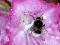 Bombus #01550 : Bombus terrestris, Aardhommel