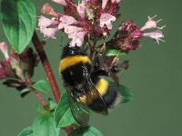 Bombus terrestris 3, Aardhommel, Saxifraga-Frits Bink