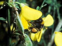 Bombus terrestris 6, Aardhommel, queen, Saxifraga-Pieter van Breugel