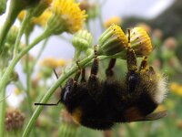 Bombus terrestris 7, Aardhommel, Saxifraga-Frank Dorsman  Bombus terristris​, Aardhommel AW-duinen 300811