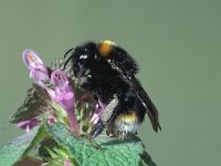 Bombus vestalis 2, Grote koekoekshommel, female, Saxifraga-Frits Bink