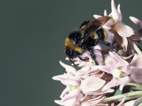 Bombus vestalis 4, Grote koekoekshommel, male, Saxifraga-Frits Bink