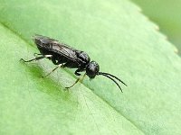 Caliroa annulipes