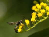 Cerceris arenaria 2, Gewone knoopwesp, Saxifraga-Jan van der Straaten