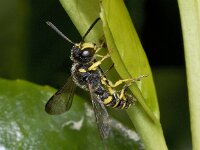 Cerceris cf quadricincta 01 #03185 : Cerceris cf quadricincta, Knoopwesp