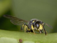 Cerceris cf quadricincta 01 #03192 : Cerceris cf quadricincta, Knoopwesp