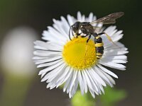 Cerceris rybyensis 20, Groefbijendoder, Saxifraga-Tom Heijnen