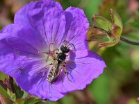 Cerceris 2, sp, Saxifraga-Tom Heijnen