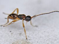 Chasmodon apterus 01 #14272 : Chasmodon apterus