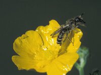 Chelostoma florisomne 3, Ranonkelbij, male, Saxifraga-Frits Bink