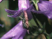 Chelostoma rapunculi 5, Grote klokjesbij, female, Saxifraga-Pieter van Breugel