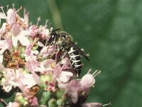 Coelioxys aurolimbata 2, Gouden kegelbij, female, Saxifraga-Pieter van Breugel