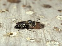Coelioxys elongata 2, Slanke kegelbij, female, Saxifraga-Pieter van Breugel