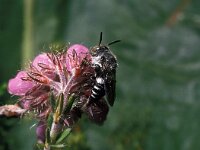 Coelioxys mandibularis 3, Duinkegelbij, female, Saxifraga-Pieter van Breugel