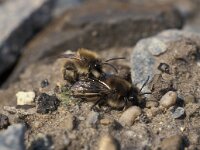 Colletes cunicularius 2, Grote zijdebij, Saxifraga-Pieter van Breugel