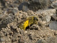 Colletes cunicularius 4, Grote zijdebij, Saxifraga-Willem van Kruijsbergen