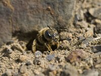 Colletes cunicularius 6, Grote zijdebij, Saxifraga-Willem van Kruijsbergen