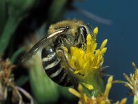 Colletes halophilus 3, Schorzijdebij, Saxifraga-Pieter van Breugel