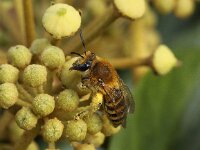Colletes hederae 5, Klimopbij, Saxifraga-Peter Meininger