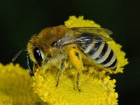 Colletes spec 01 #03560 : Colletes cf fodiens, Zijdebij, female