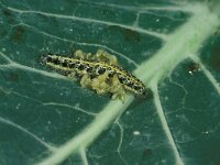 Cotesia glomerata 2, Saxifraga-Frits Bink