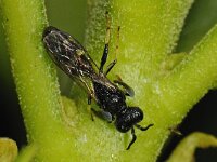 Crabro peltarius spec 02 #47586 : Kleine zeefwesp, Crabro peltarius, male