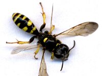 Crabro peltarius : Kleine zeefwesp, Crabro peltarius