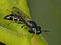 Crabro peltarius spec 02 #47593 : Crabro peltarius, Kleine zeefwesp, male