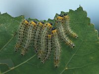 Croesus septentrionalis 2, Elzenbladwesp, Saxifraga-Frits Bink