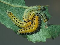 Croesus septentrionalis 3, Elzenbladwesp, Saxifraga-Frits Bink