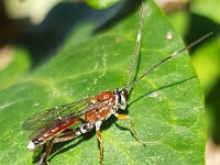 Crytea erythraea 2, Saxifraga-Ben Delbaere  IICSA���II