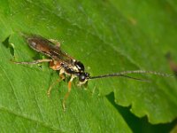 Ctenopelmatinae sp