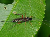 Cylloceria melancholica