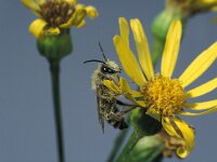 Dasypoda hirtipes 3, Pluimvoetbij, Saxifraga-Frits Bink