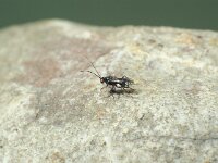 Dinocampus coccinellae 2, Saxifraga-Frits Bink