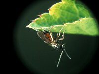 Diplolepis rosae 3, Rozegalwesp, Saxifraga-Frits Bink