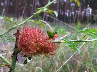 Diplolepis rosae 4, Rozegalwesp, Saxifraga-Mark Zekhuis
