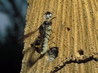 Discoelius zonalis 2, Behangerswesp, Saxifraga-Pieter van Breugel