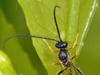 Dusona sp 4, Saxifraga-Ab H Baas