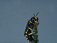 Ectemnius cavifrons 2, Saxifraga-Frits Bink