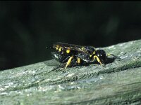 Ectemnius continuus 3, Saxifraga-Pieter van Breugel