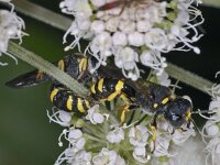 Ectemnius continuus #03418 : Ectemnius, Graafwesp, copula