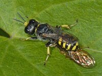 Ectemnius spec #08295 : Ectemnius spec, Graafwesp