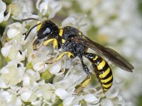 Ectemnius spec #08336 : Ectemnius spec, Graafwesp