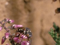 Epeolus cruciger 4, Heideviltbij, Saxifraga-Pieter van Breugel