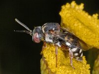 Epeolus variegatus #03551 : Epeolus variegatus, Gewone viltbij